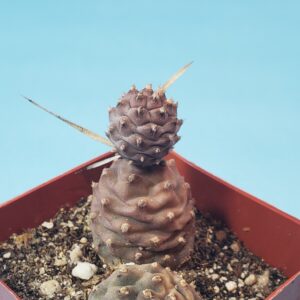 Tephrocactus articulatus var. papyracanthus, Pine Cone Cactus
